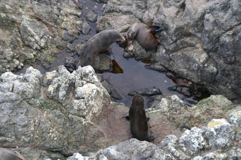 Nieuw-Zeeland 2011 - 1989